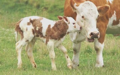 ¿De dónde sacan el calcio las vacas?