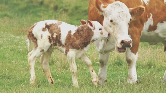 ¿De dónde sacan el calcio las vacas?